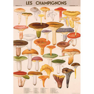 Poster-Set Pilze