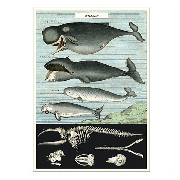 Poster-Set Wale